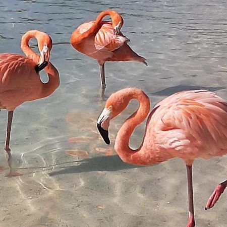 Palmita Hotel Hostel オラニエスタッド エクステリア 写真