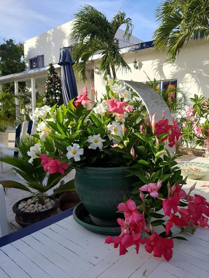 Palmita Hotel Hostel オラニエスタッド エクステリア 写真
