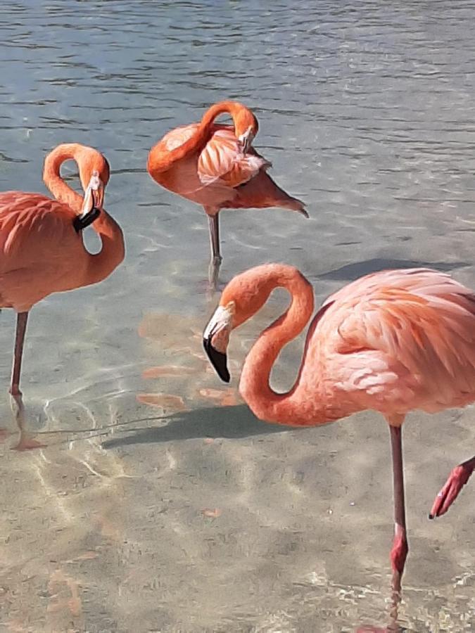Palmita Hotel Hostel オラニエスタッド エクステリア 写真