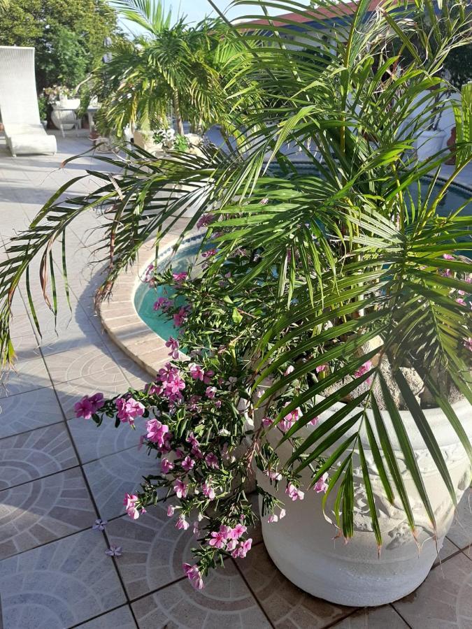 Palmita Hotel Hostel オラニエスタッド エクステリア 写真