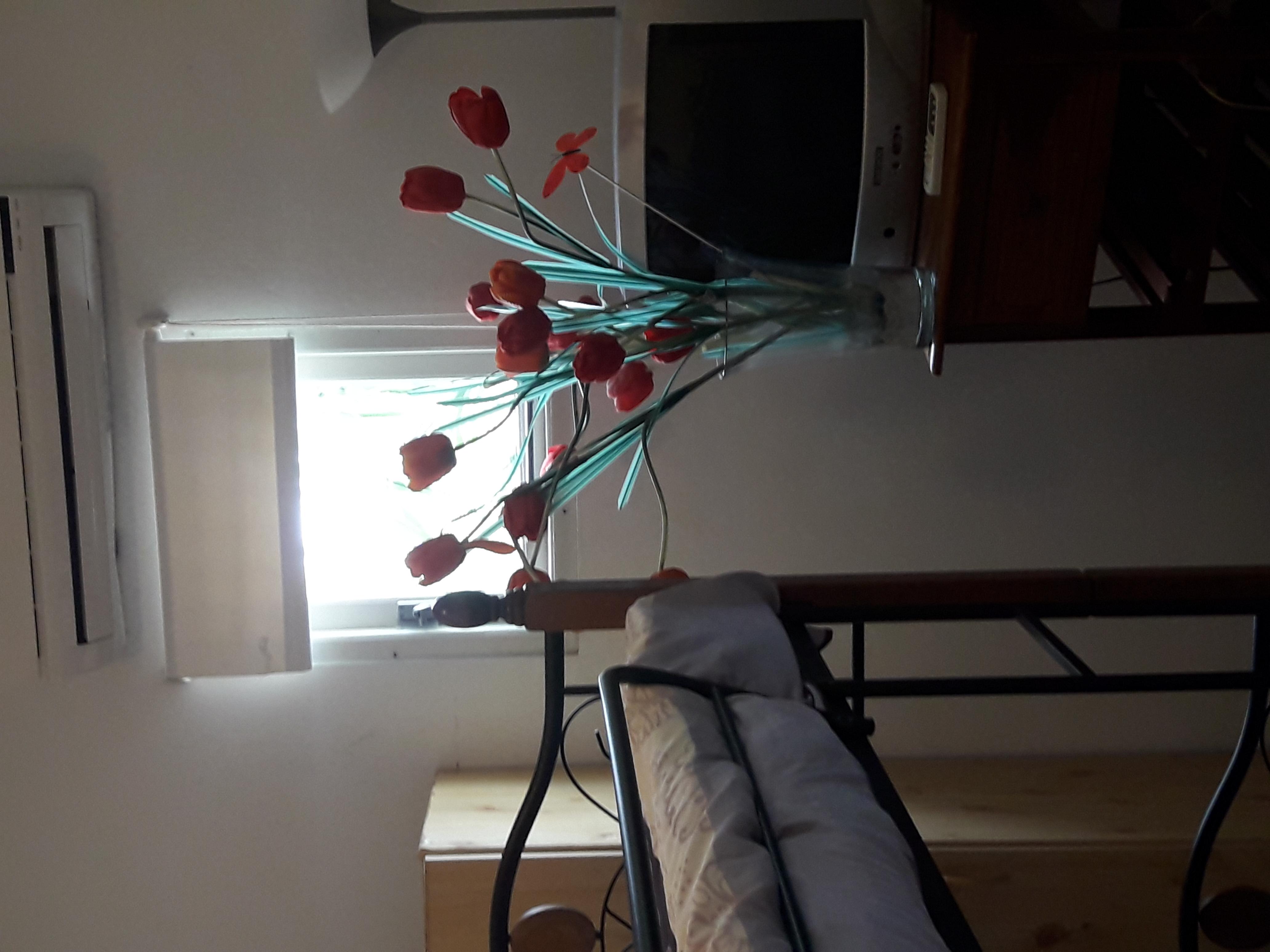 Palmita Hotel Hostel オラニエスタッド エクステリア 写真