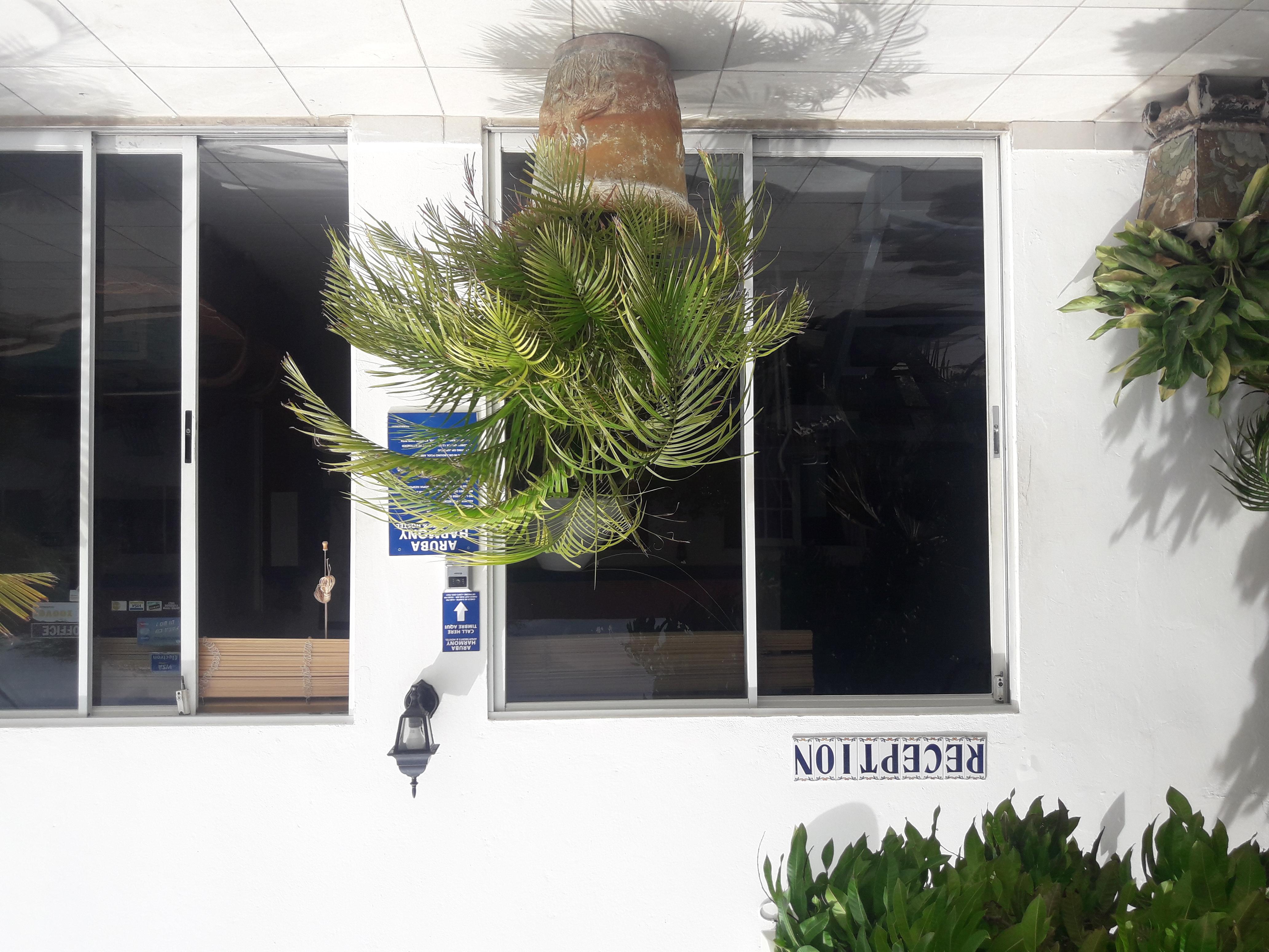 Palmita Hotel Hostel オラニエスタッド エクステリア 写真