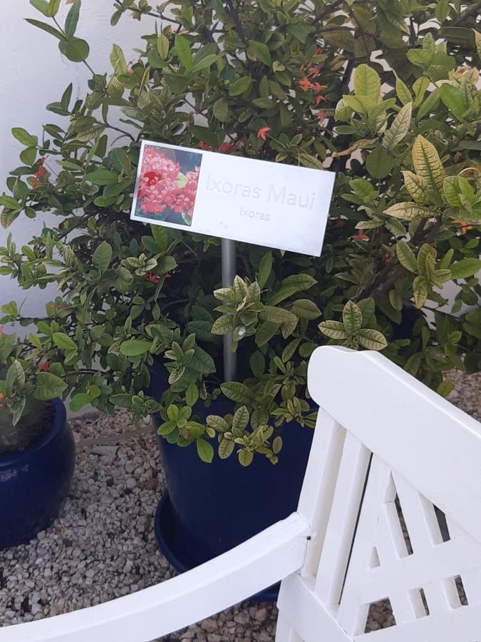 Palmita Hotel Hostel オラニエスタッド エクステリア 写真